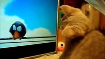 The Best Funny Cat Compilation In The Universe! //  Benefits Of Having a Cat