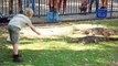 Robert Irwin Feeds Alligators and Freshwater Crocodiles