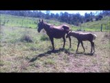 Save The Penderlea Horses - Footage Of Horses