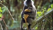 Best animal documentaries 2015 | Amazon Rainforest Wildlife Documentary An Untamed Wildern