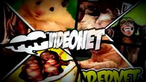 Los Gatos mas Chistosos 2015 - Videos de risa videos graciosos -Funny Cats HD
