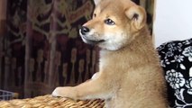 柴犬・小春BABY・ブリーダー・関西京都・BALU・仔犬販売