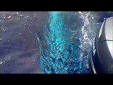 ballenas orcas en ixtapa zihuatanejo