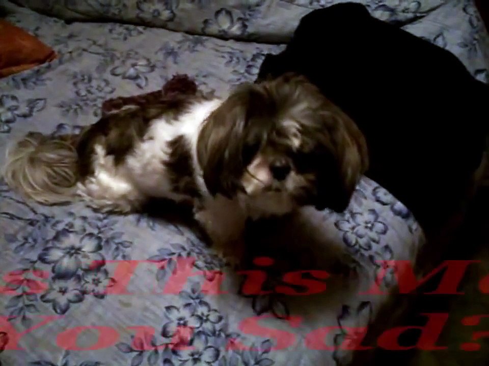 A sad video of a hurt puppy