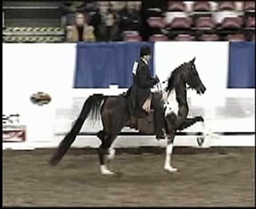 Hot Monica - Half Arabian by the Saddlebred stallion Monaco