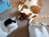 Three cats with catnip toys ending in (friendly) cat fight!