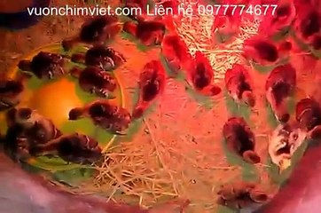 BÁN CHIM CÔNG GIỐNG-GIỐNG CHIM CÔNG XANH-GIỐNG CHIM CÔNG TRẮNG-GIỐNG CHIM CÔNG NGŨ SẮC