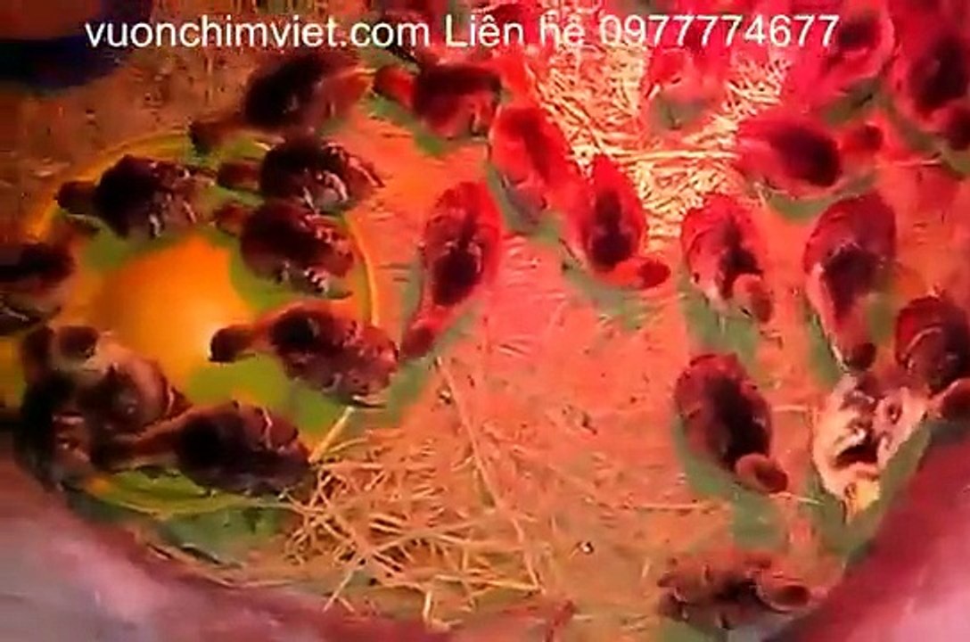 BÁN CHIM CÔNG GIỐNG-GIỐNG CHIM CÔNG XANH-GIỐNG CHIM CÔNG TRẮNG-GIỐNG CHIM CÔNG NGŨ SẮC