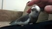 My Platinum Whiteface cockatiel having scratch on his head
