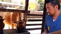 Cómo generan leche las vacas jersey