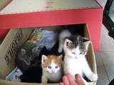 gattini che giocano