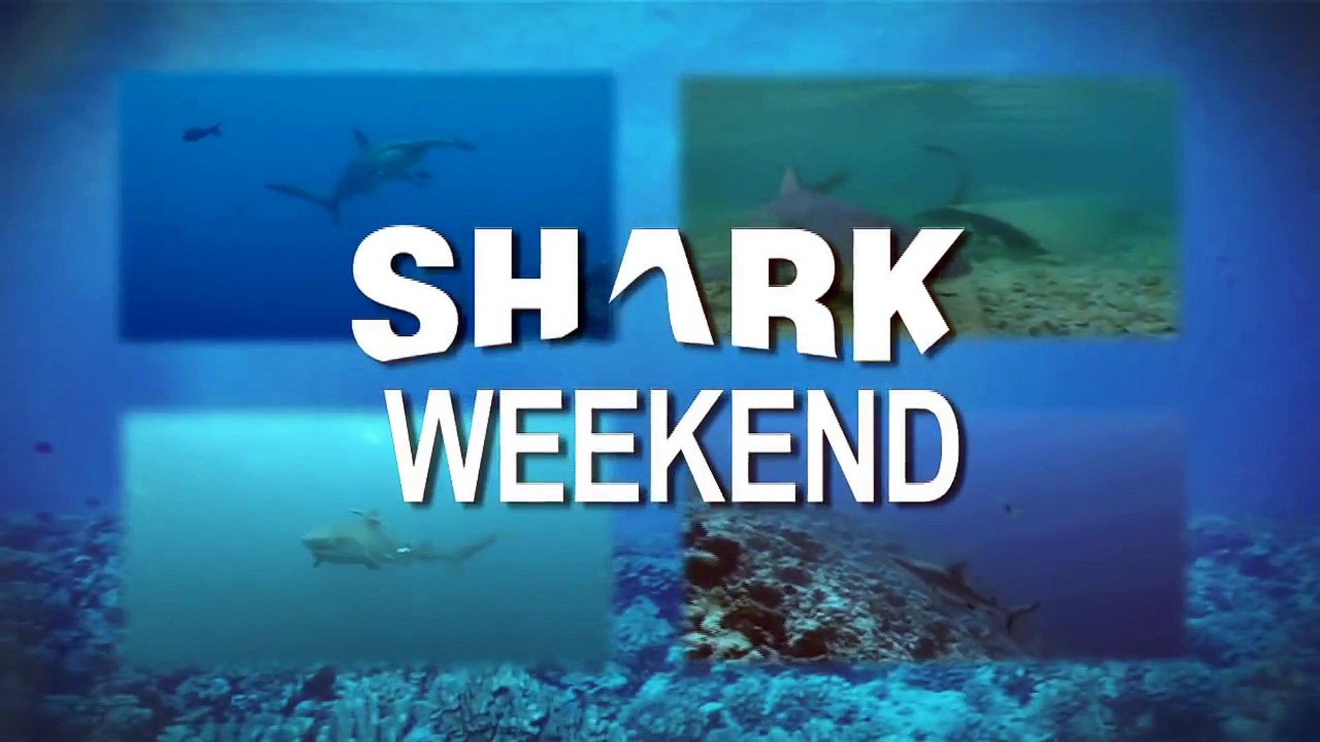Shark Weekend - Grey Reef Shark