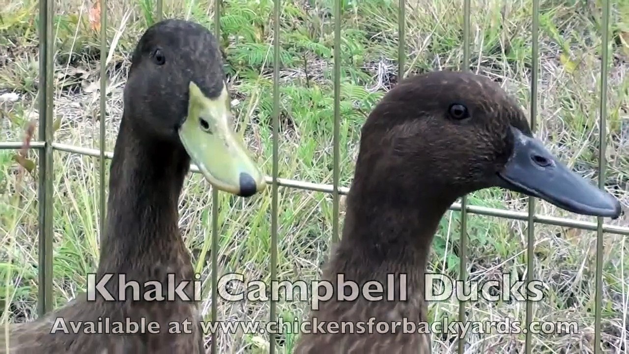 Khaki Campbell Ducks