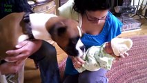 Cute Cats and Dogs Meeting Babies Compilation 2014 NEW HD