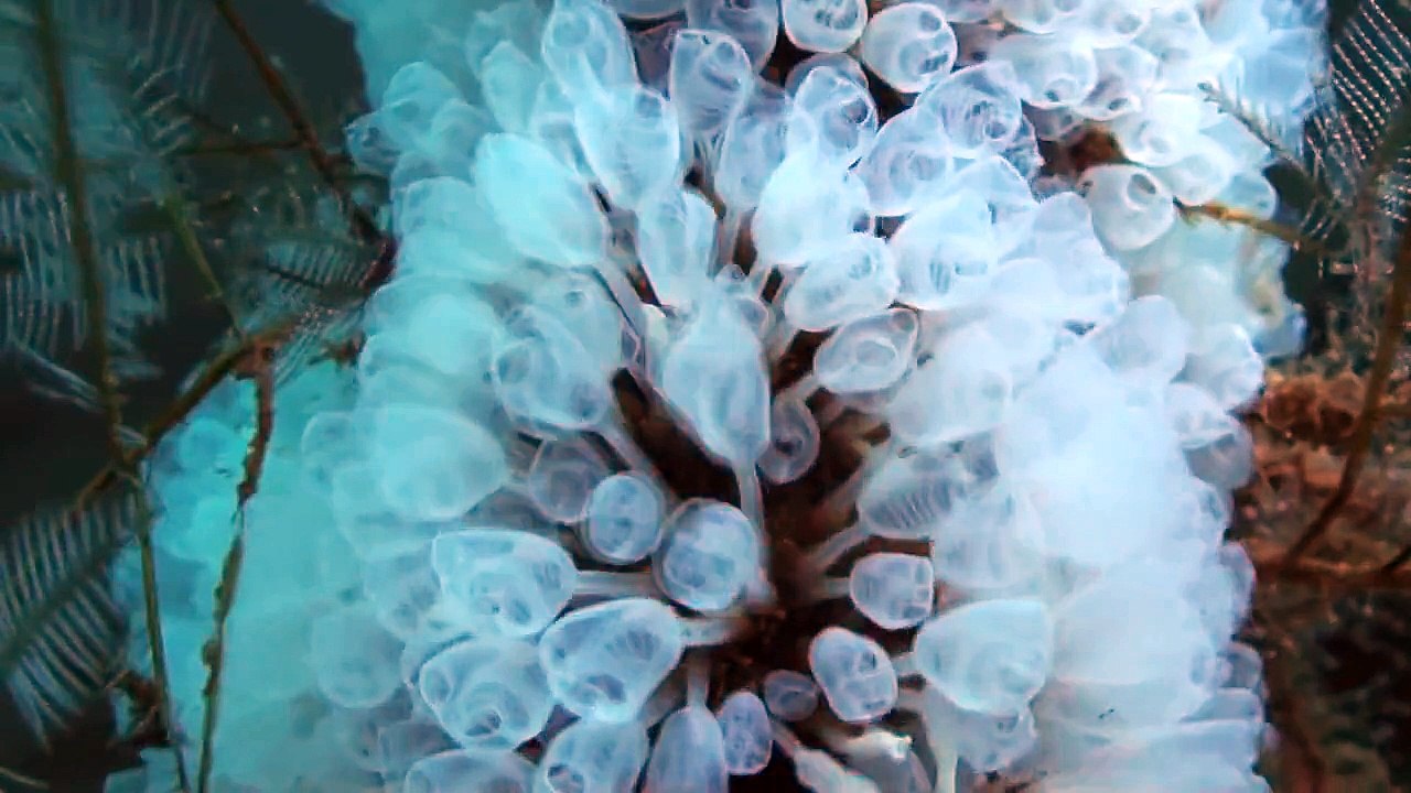 DWARF LIGHT-BULB TUNICATE / ASCÍDIA