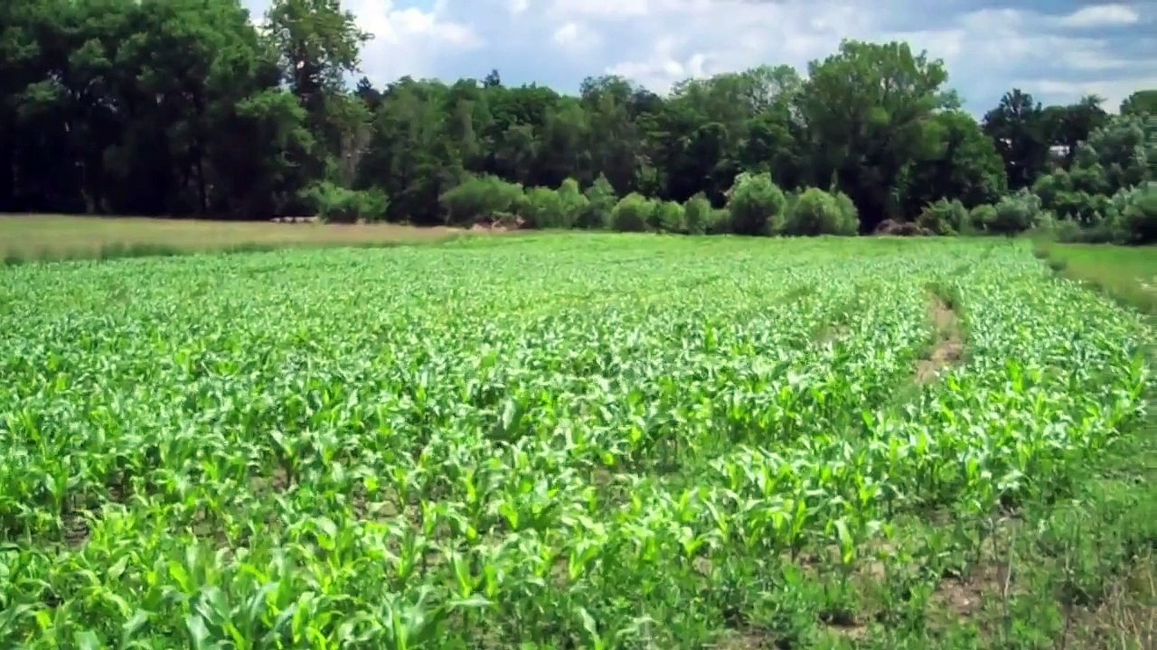 Czech Folk Song-Kolíne, Kolíne-Česká Lidová Písnička-Lidovka