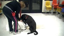 Charlie and Bella Tricks - Clicker training tricks class in San Diego - Pam's Dog Academy