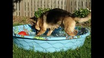 Big dog, Rottweiler dog, your big dog,  running with the big dogs, Rottweiller, Alsatian, Labrador