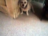 Dog does something naughty What (FUNNY) cute