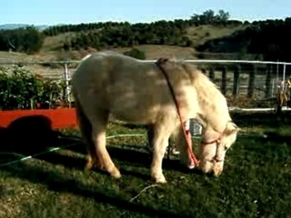 Charm, Icelandic Horse, Learning to Bow