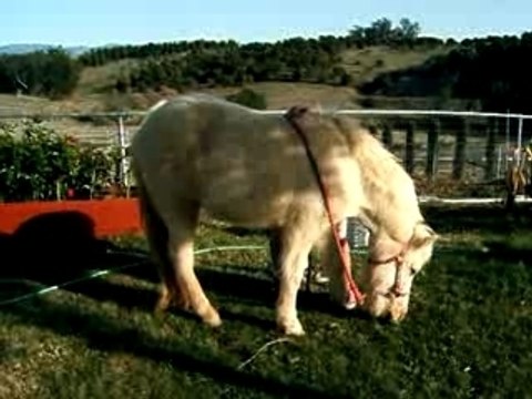 Charm, Icelandic Horse, Learning to Bow