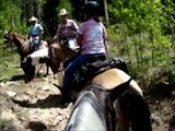 Tennessee Walking Horses on Crested Butte Mountain Trail Ride