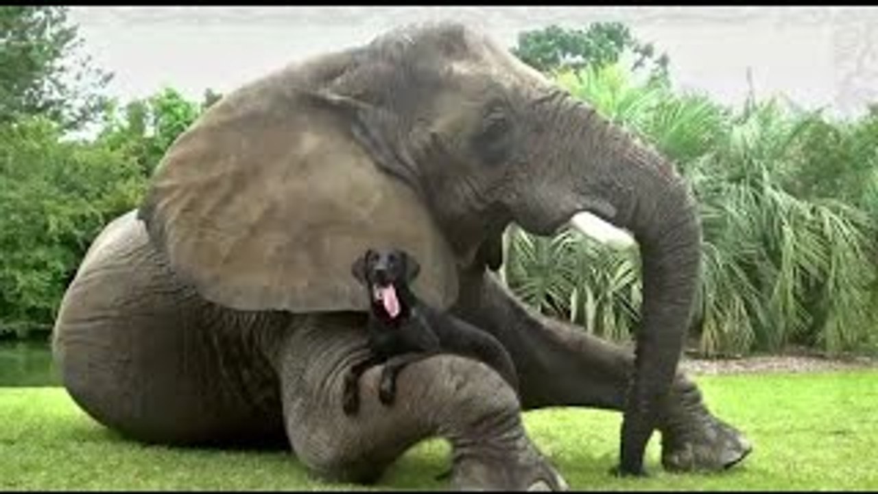 crazy animals - Friends Forever