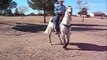 Slider - AQHA gelding, Sold $4500  ridden  Jan 20, 2011  Don Mutschler.wmv