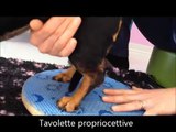 Riabilitazione ernia cane non operata -  Fisioterapia Veterinaria Pisa