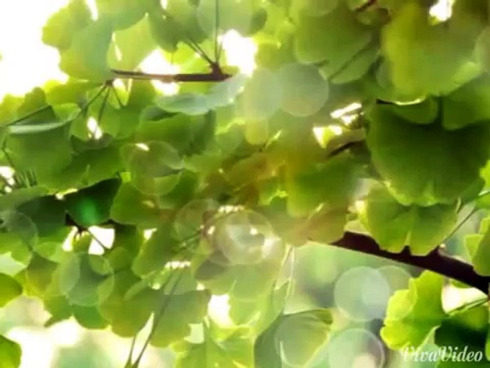 My cartoon cat video