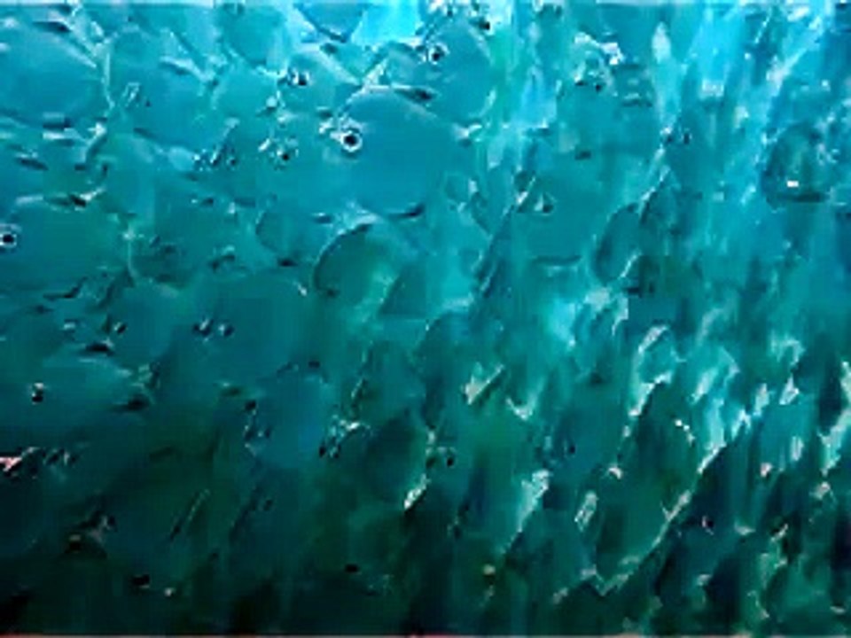 Fiskestime