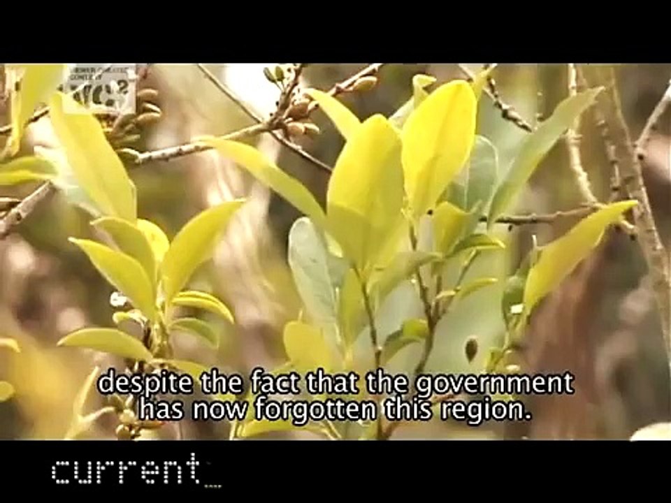 ORIGEN DE LA COCAINA (como hacen la cocaina)