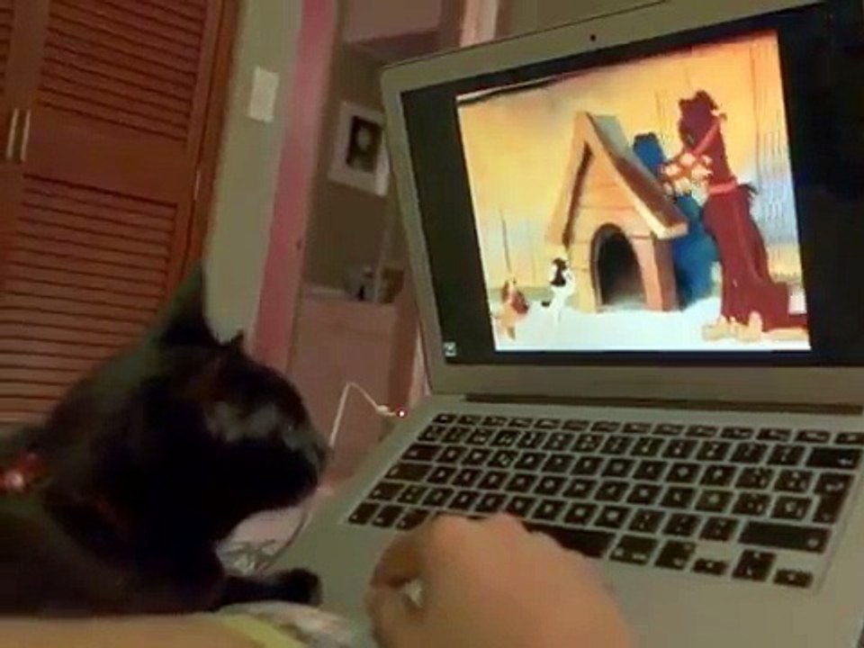 My cat watching russian cartoon "A little cat named woof"