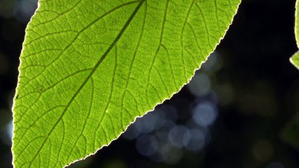 Backlit Leaf WMV