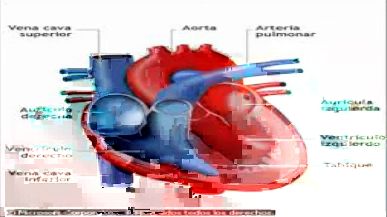 EL CORAZON // PAA