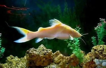 Crystal Eyed Catfish  Hemibagrus nemurus or Hemibagrus wyckii - idna