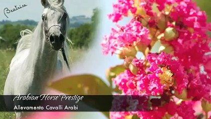 Tải video: ♞Cavalli Arabi♞ - Allevamento Arabian Horse Prestige (cavalli arabi Straight Egyptians) Monsano