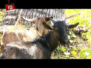 The Durano family of Danao  Investigative Documentaries