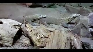 Komodo Dragons animal funny