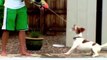 Beagles Ir Awesome: Apkopojums
