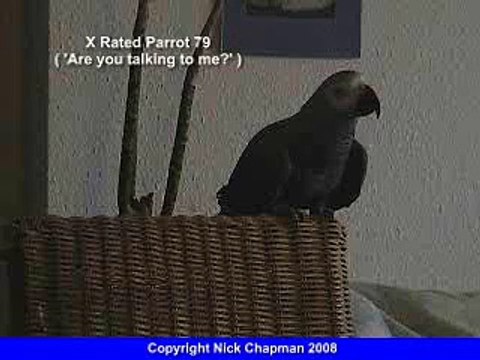 THE African Grey! Ruby, The swearing parrot. X Rated Parrot 79.