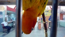 Parrot in Kuala Lumpur monorail station