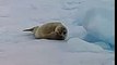 Seal, Pinniped, Paradise Bay, West Antarctica, Antarctica, South Pole
