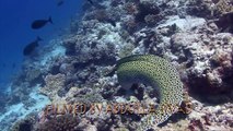 Honeycomb moray eel Vs Octopus