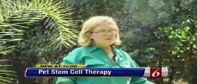 Amazing Stem Cell Therapy Results | Before & After | Val-U-Vet | Local 6 Orlando