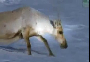 Caribou and Wolves The Endless Dance ANIMAL DOCUMENTARY