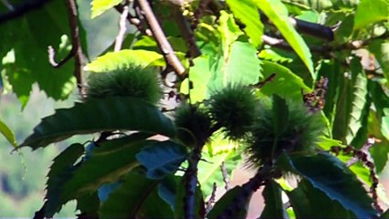 course de cote du pompidou 2015 "vénusphotos"