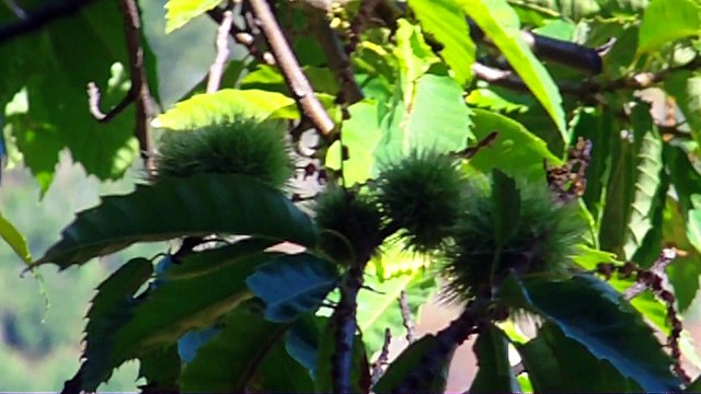 course de cote du pompidou 2015 vénusphotos