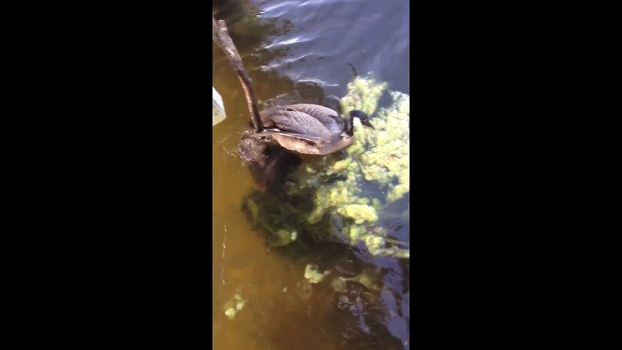 Snapping Turtle VS Canadian Goose