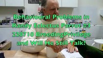Behavioural Problems in Randy Eclectus Parrot #3 220710
